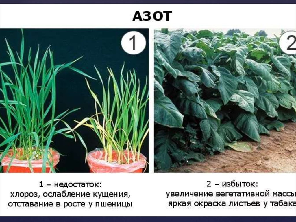 Переизбыток азота у растений фото