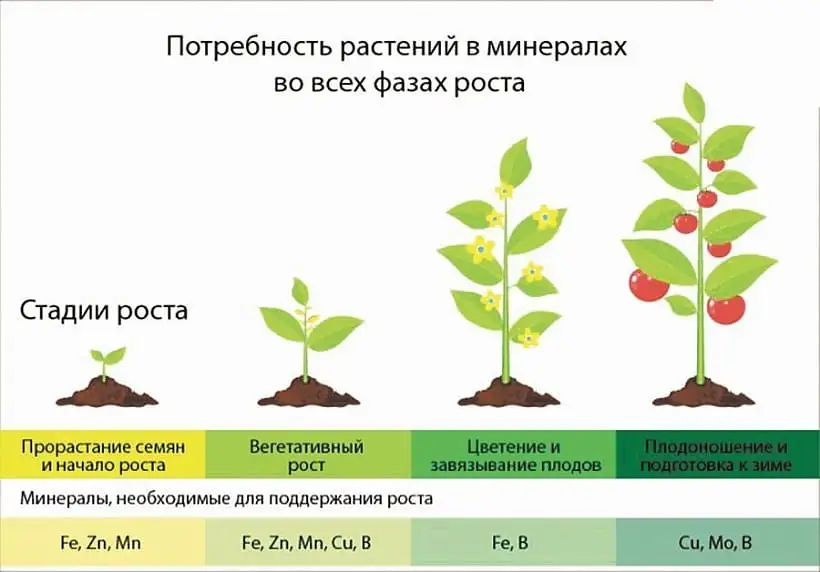 что такое вегетация у растений